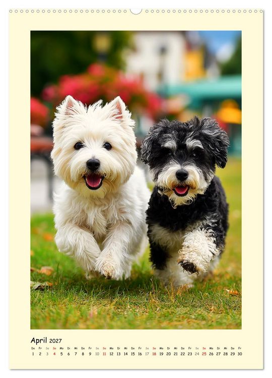 Produktbild: S&uuml;&szlig;er Wuschelkopf. West Highland White Terrier Momente (hochwertiger Premium Wandkalender 2027 DIN A2 hoch), Kunstdruck in Hochglanz