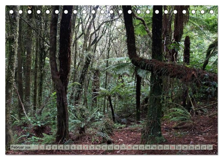Produktbild: Prim&auml;rwald - Neuseeland (Tischkalender 2026 DIN A5 quer), CALVENDO Monatskalender