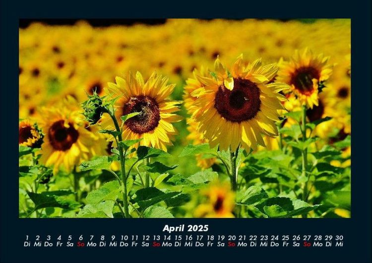 Produktbild: Blumentraum 2025 Fotokalender DIN A4