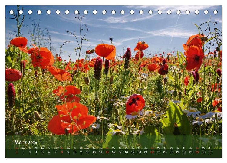Produktbild: Mohntr&auml;ume (Tischkalender 2026 DIN A5 quer), CALVENDO Monatskalender
