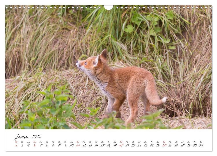 Produktbild: Fuchs entdeckt - im Naturparadies der Mecklenburgischen Seenplatte (Wandkalender 2026 DIN A3 quer), CALVENDO Monatskalender