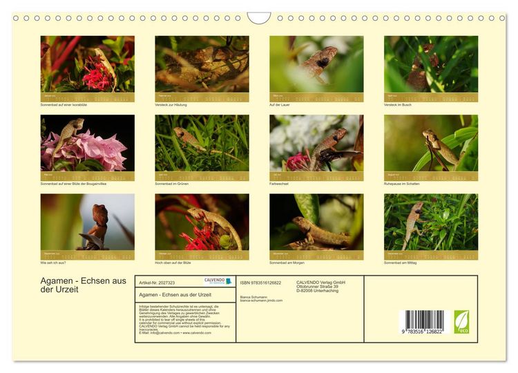 Produktbild: Agamen - Echsen aus der Urzeit (Wandkalender 2026 DIN A3 quer), CALVENDO Monatskalender