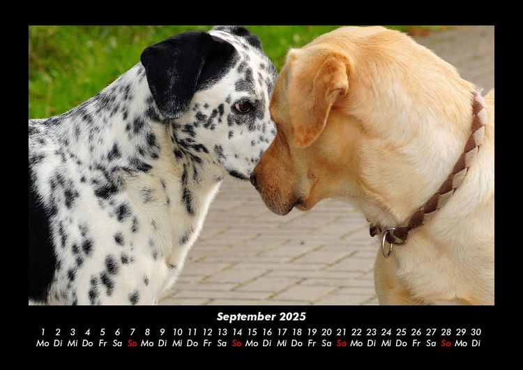 Produktbild: Der Hundekalender 2025 Fotokalender DIN A3
