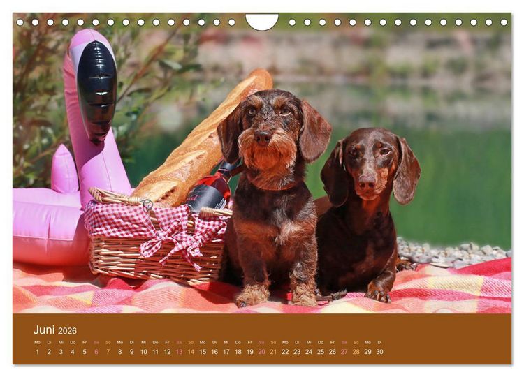 Produktbild: Der Dackel (Wandkalender 2026 DIN A4 quer), CALVENDO Monatskalender