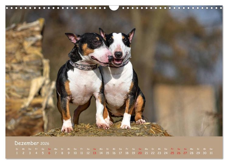 Produktbild: Einmal Bullterrier - immer Bullterrier (Wandkalender 2026 DIN A3 quer), CALVENDO Monatskalender
