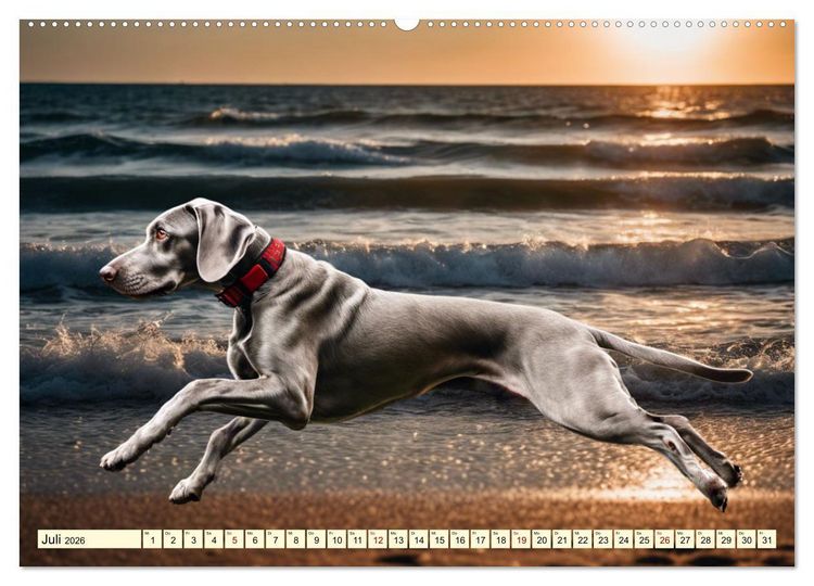 Produktbild: Weimaraner - der ideale Jagdbegleiter (hochwertiger Premium Wandkalender 2026 DIN A2 quer), Kunstdruck in Hochglanz