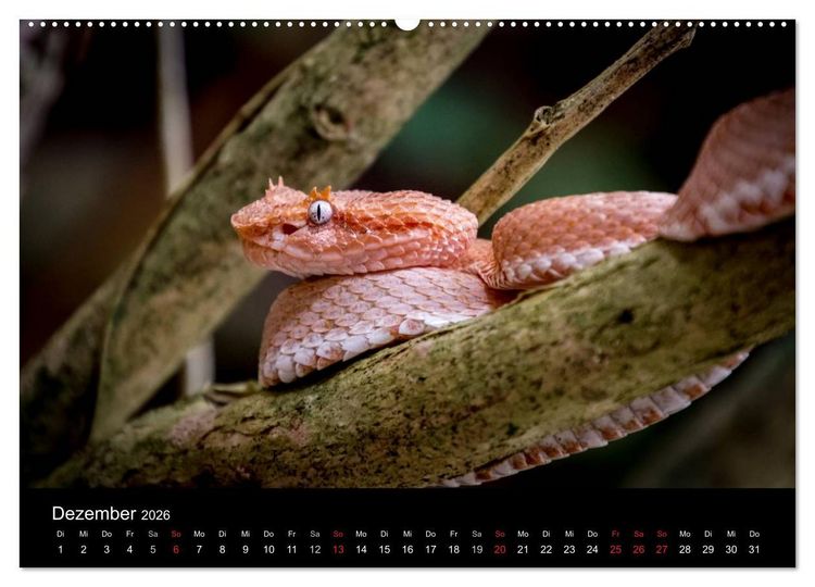 Produktbild: Costa Rica. Faszinierende Tierwelt (hochwertiger Premium Wandkalender 2026 DIN A2 quer), Kunstdruck in Hochglanz