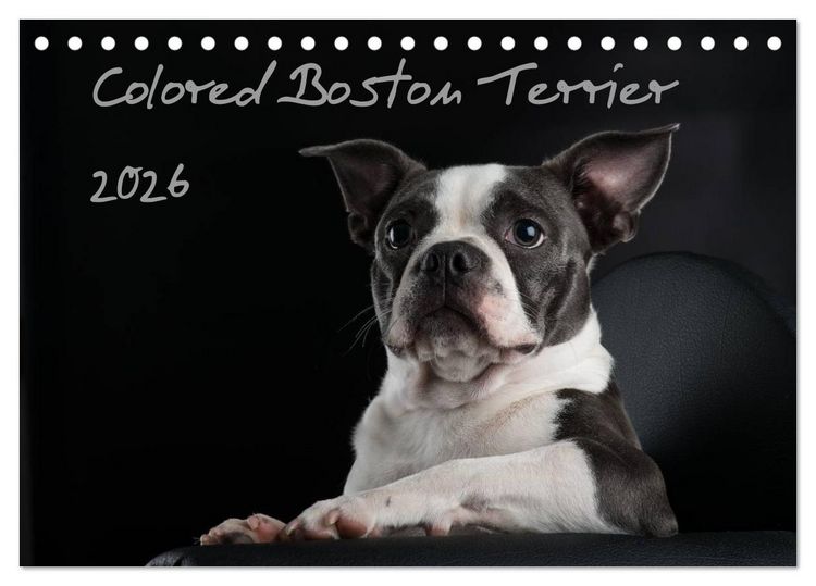 Produktbild: Colored Boston Terrier 2026 (Tischkalender 2026 DIN A5 quer), CALVENDO Monatskalender