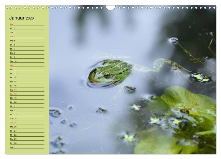 Produktbild: Frosch m&uuml;sste man sein! (Wandkalender 2026 DIN A3 quer), CALVENDO Monatskalender