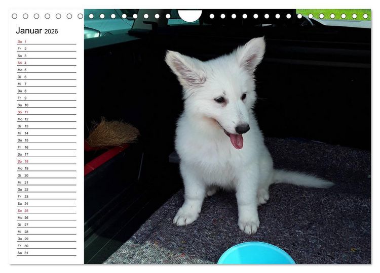 Produktbild: Berger Blanc Suisse - Wei&szlig;er Schweizer Sch&auml;ferhund (Wandkalender 2026 DIN A4 quer), CALVENDO Monatskalender
