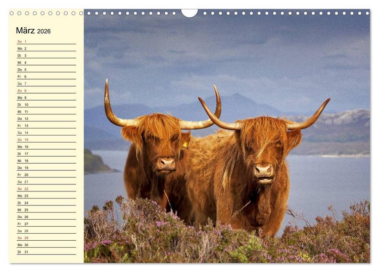 Produktbild: Schottische Hochlandrinder. Freundlich, sch&ouml;n und robust (Wandkalender 2026 DIN A3 quer), CALVENDO Monatskalender