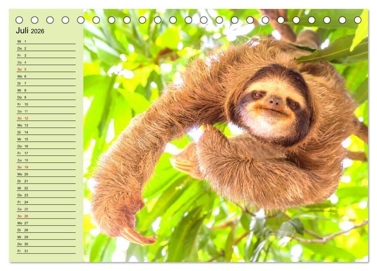 Produktbild: Der Faultier-Planer f&uuml;r mehr Ruhe und Gem&uuml;tlichkeit! (Tischkalender 2026 DIN A5 quer), CALVENDO Monatskalender