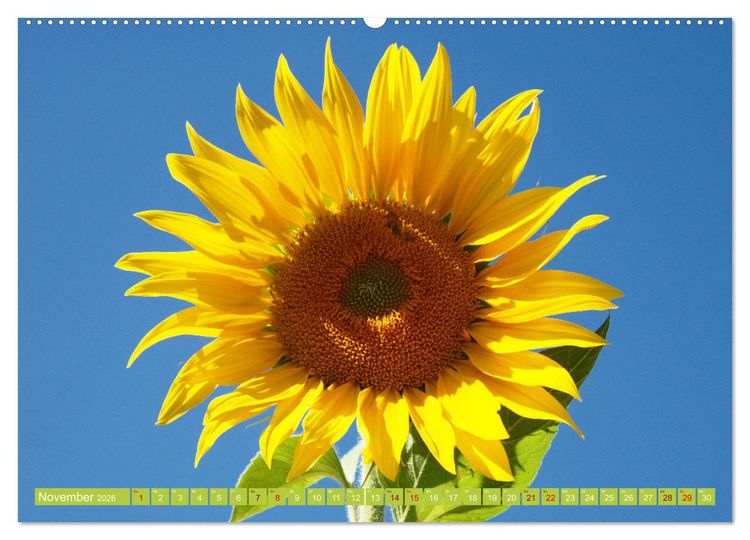 Produktbild: Liebenswerte Bl&uuml;ten (Wandkalender 2026 DIN A2 quer), CALVENDO Monatskalender