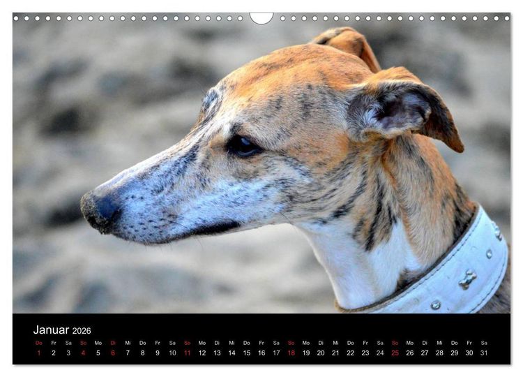 Produktbild: Whippet 2026 (Wandkalender 2026 DIN A3 quer), CALVENDO Monatskalender