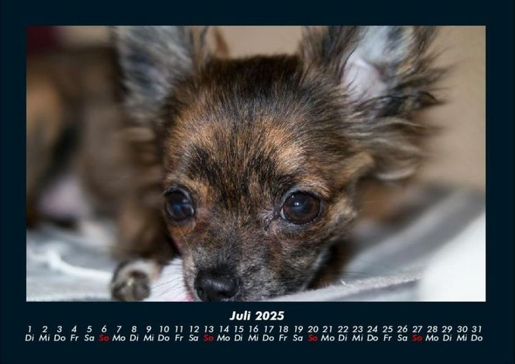 Produktbild: Hundezauber 2025 Fotokalender DIN A4