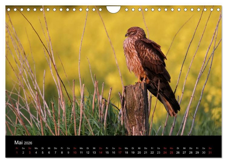 Produktbild: Wiesenweihen in Deutschland (Wandkalender 2026 DIN A4 quer), CALVENDO Monatskalender