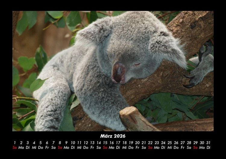 Produktbild: Koala 2026 Fotokalender DIN A3