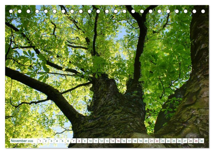 Produktbild: GR&Uuml;N . Die Kraft der Natur (Tischkalender 2026 DIN A5 quer), CALVENDO Monatskalender