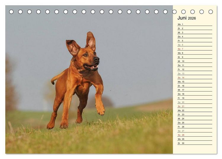 Produktbild: Rhodesian Ridgeback 2026 (Tischkalender 2026 DIN A5 quer), CALVENDO Monatskalender