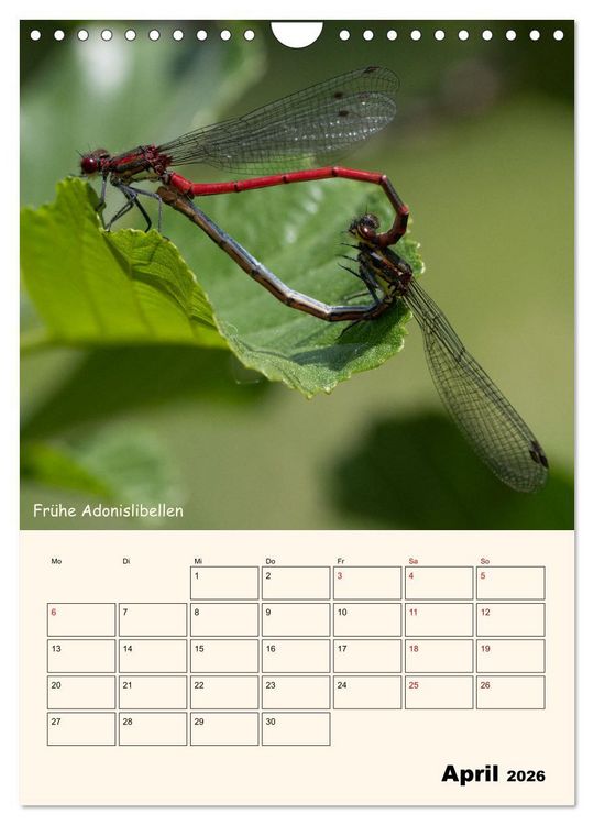 Produktbild: Libellen - Flugk&uuml;nstler in Bayern (Wandkalender 2026 DIN A4 hoch), CALVENDO Monatskalender