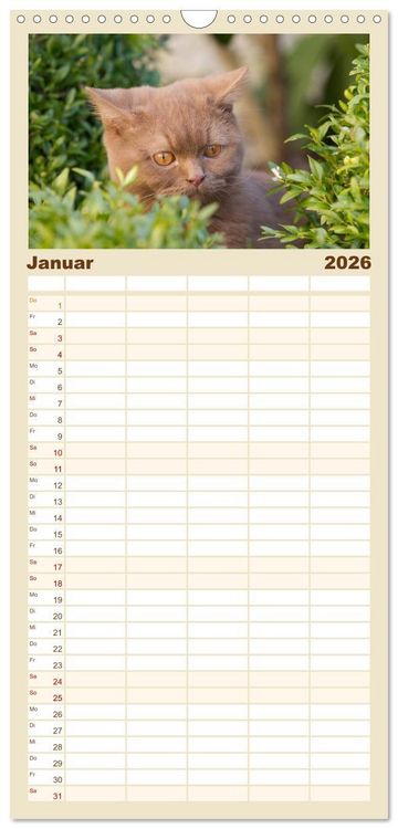 Produktbild: Familienplaner 2026 - B&auml;rige Schmusetiger - Britisch Kurzhaar Katzen mit 5 Spalten (Wandkalender, 21 x 45 cm) CALVENDO