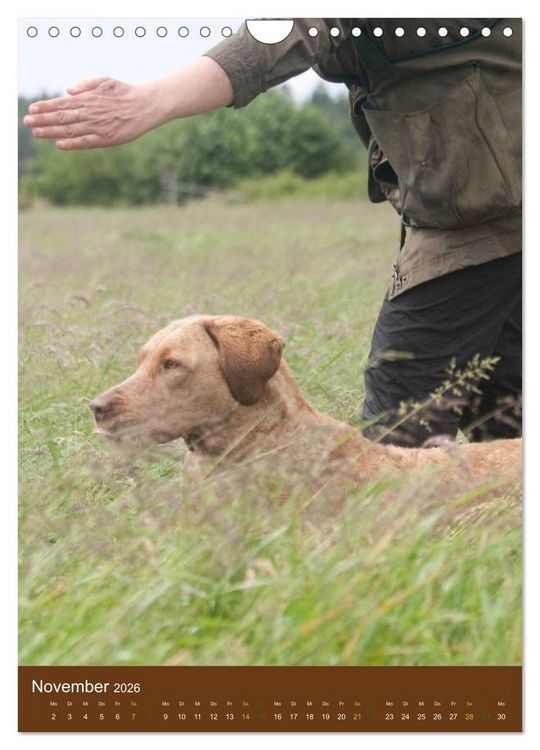 Produktbild: Chesapeake Bay Retriever 2026 (Wandkalender 2026 DIN A4 hoch), CALVENDO Monatskalender