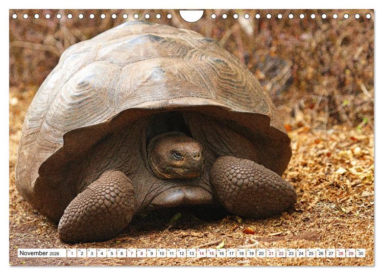 Produktbild: Gal&aacute;pagos - Die verwunschenen Inseln (Wandkalender 2026 DIN A4 quer), CALVENDO Monatskalender