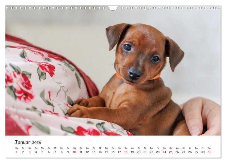 Produktbild: Zwergpinscher Sally&lsquo;s erstes Jahr (Wandkalender 2026 DIN A3 quer), CALVENDO Monatskalender