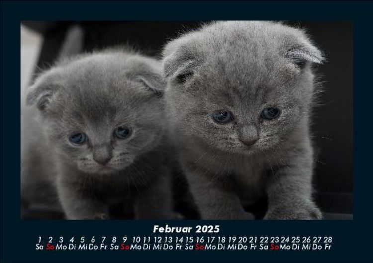 Produktbild: F&uuml;r Katzenfreunde 2025 Fotokalender DIN A5