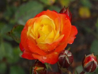 Produktbild: CALVENDO Puzzle Orange gelbe Rose | 1000 Teile Lege-Gr&ouml;&szlig;e 64x48cm Foto-Puzzle f&uuml;r gl&uuml;ckliche Stunden