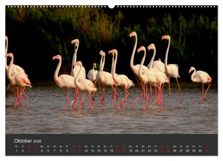 Produktbild: Pretty Flamingo (Wandkalender 2026 DIN A2 quer), CALVENDO Monatskalender