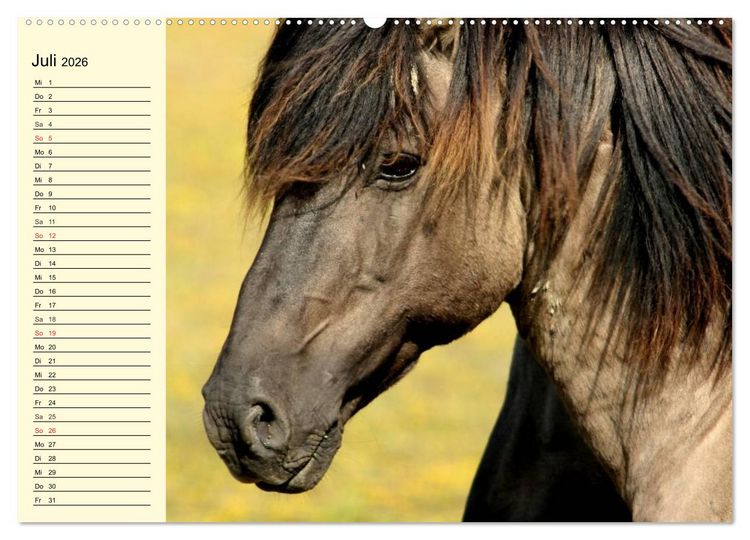 Produktbild: Ponys. Herzensbrecher mit Grips (Wandkalender 2026 DIN A2 quer), CALVENDO Monatskalender