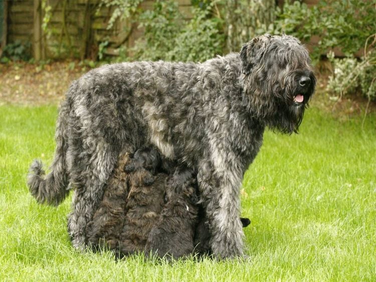Produktbild: CALVENDO Puzzle Ein Motiv aus dem Kalender Bouvier des Flandres | 1000 Teile Lege-Gr&ouml;&szlig;e 64x48cm Foto-Puzzle f&uuml;r gl&uuml;ckliche Stunden
