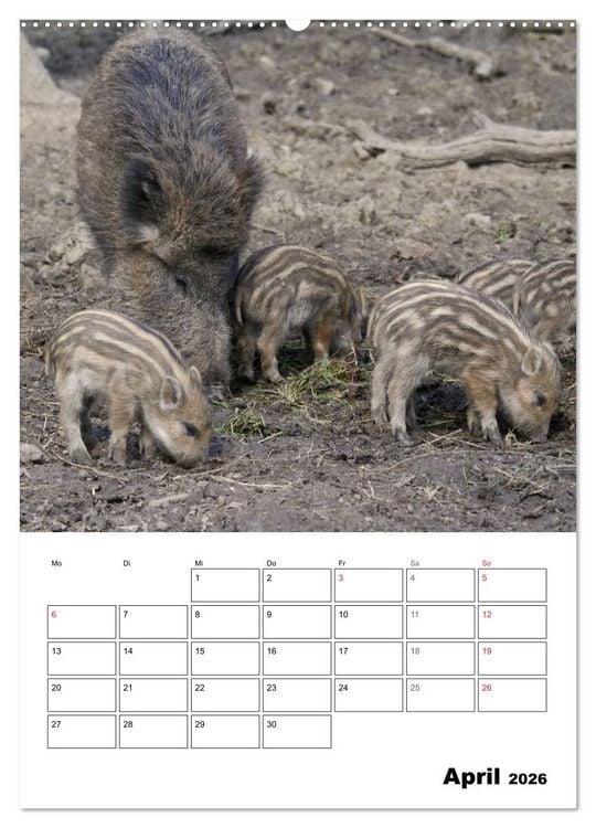 Produktbild: Der wildschweinische Terminplaner (Wandkalender 2026 DIN A2 hoch), CALVENDO Monatskalender