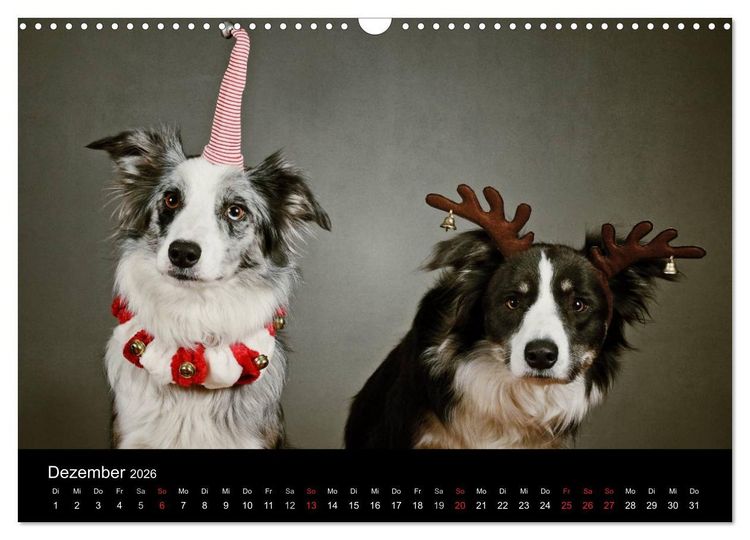 Produktbild: Der Bordercollie-Kalender (Wandkalender 2026 DIN A3 quer), CALVENDO Monatskalender