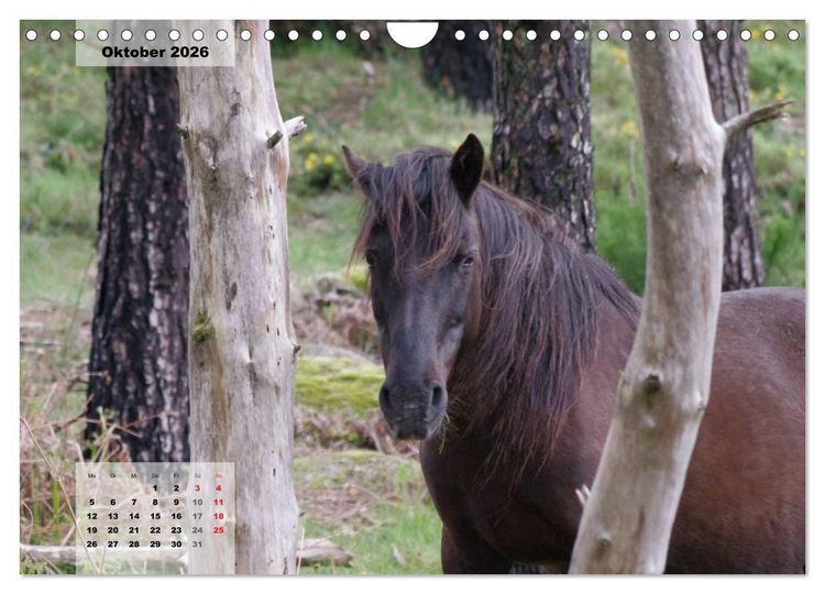 Produktbild: Nordportugal - Heimat der letzten wilden Pferde (Wandkalender 2026 DIN A4 quer), CALVENDO Monatskalender