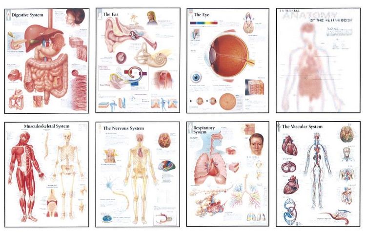Produktbild: Scientific Publishing: Human Anatomy Chart Pack