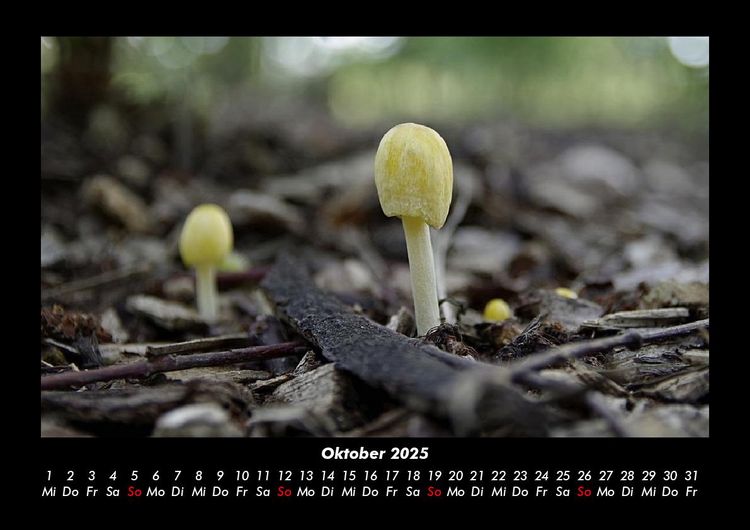 Produktbild: Pilzkalender 2025 Fotokalender DIN A3