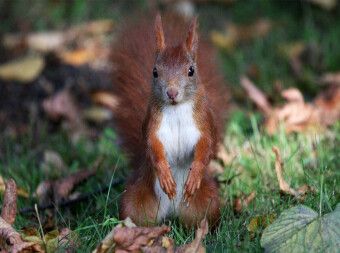 Produktbild: Possierliches Eichh&ouml;rnchen (Puzzle)
