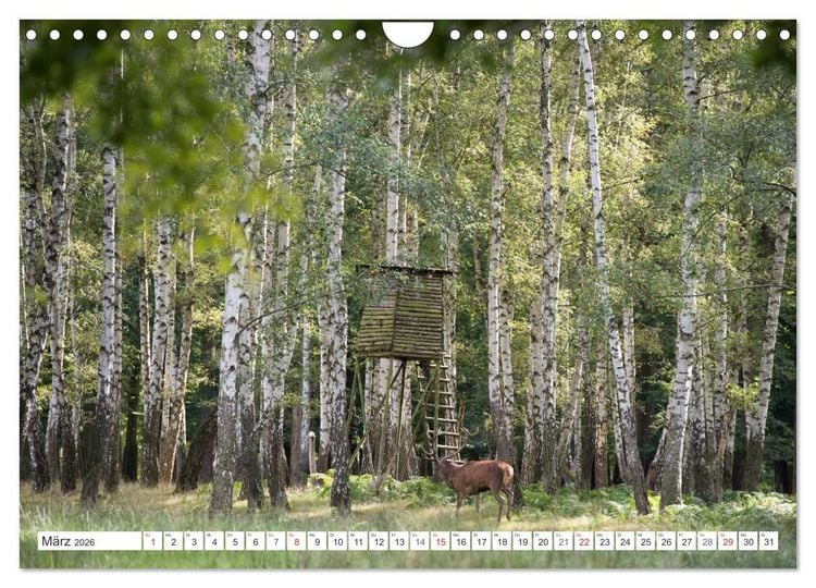 Produktbild: Emotionale Momente: Hirschbrunft (Wandkalender 2026 DIN A4 quer), CALVENDO Monatskalender