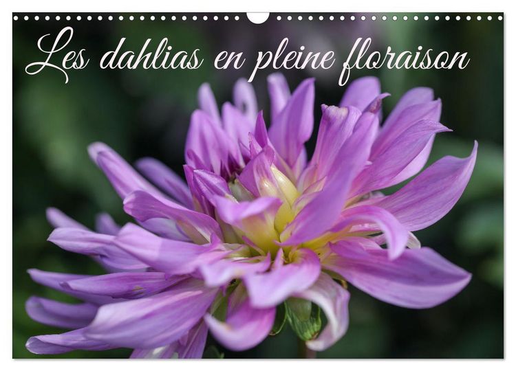 Produktbild: Les Dahlias en pleine floraison (Calendrier mural 2026 DIN A3 vertical), CALVENDO calendrier mensuel