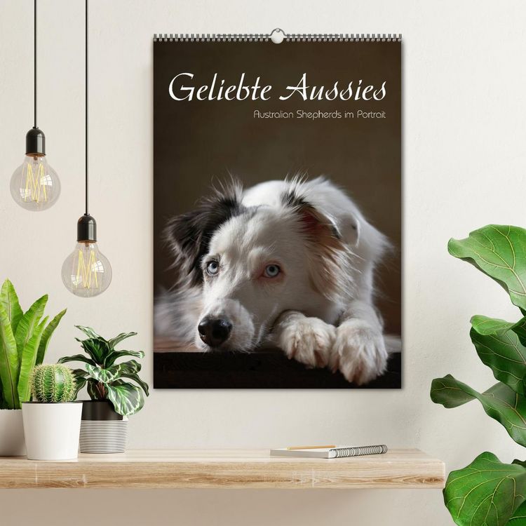 Produktbild: Geliebte Aussies - Australian Shepherds im Portrait (Wandkalender 2026 DIN A2 hoch), CALVENDO Monatskalender