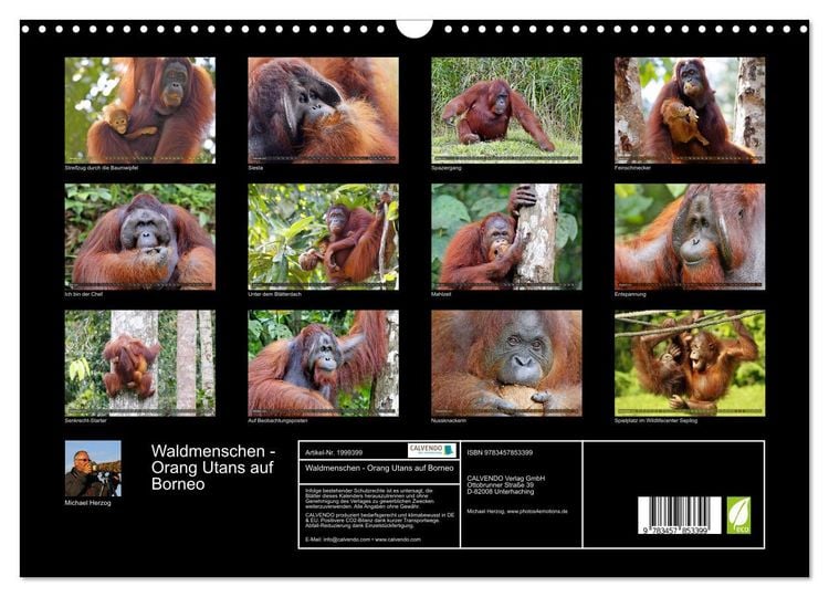Produktbild: Waldmenschen - Orang Utans auf Borneo (Wandkalender 2026 DIN A3 quer), CALVENDO Monatskalender