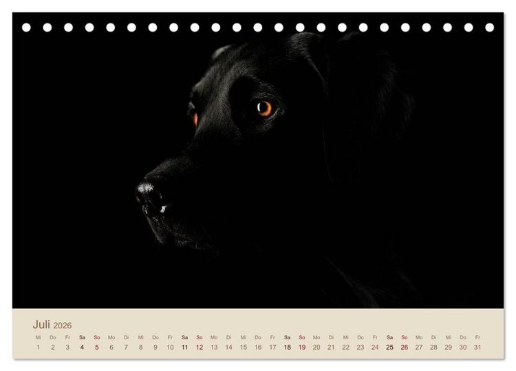 Produktbild: Labrador Retriever (Tischkalender 2026 DIN A5 quer), CALVENDO Monatskalender
