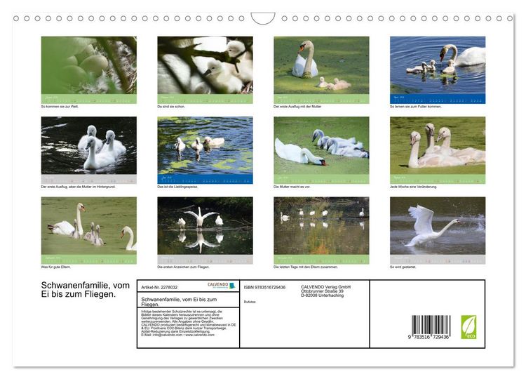 Produktbild: Schwanenfamilie, vom Ei bis zum Fliegen. (Wandkalender 2026 DIN A3 quer), CALVENDO Monatskalender