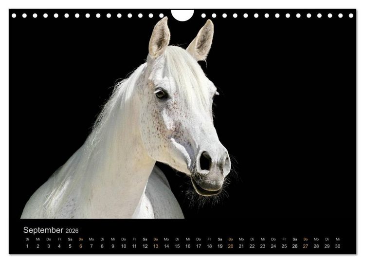Produktbild: Magische Momente - Pferde Horses Caballos (Wandkalender 2026 DIN A4 quer), CALVENDO Monatskalender