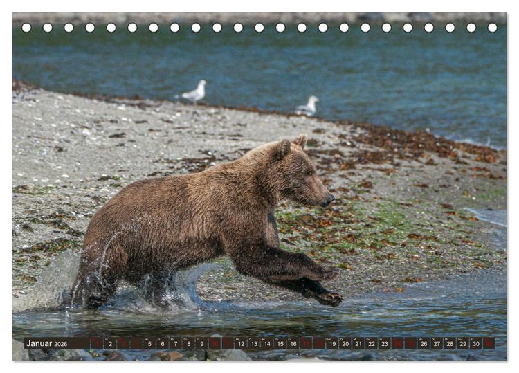 Produktbild: Grizzlyb&auml;ren im Katmai Nationalpark Alaska (Tischkalender 2026 DIN A5 quer), CALVENDO Monatskalender