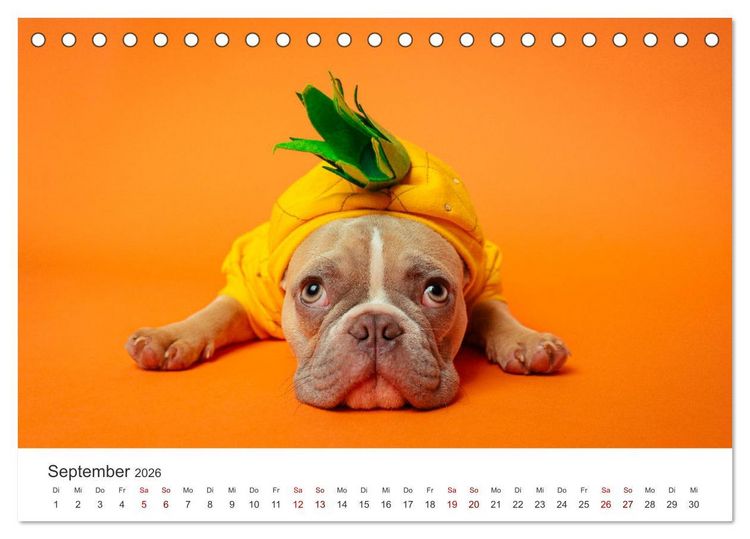 Produktbild: Die Bulldogge Henry (Tischkalender 2026 DIN A5 quer), CALVENDO Monatskalender