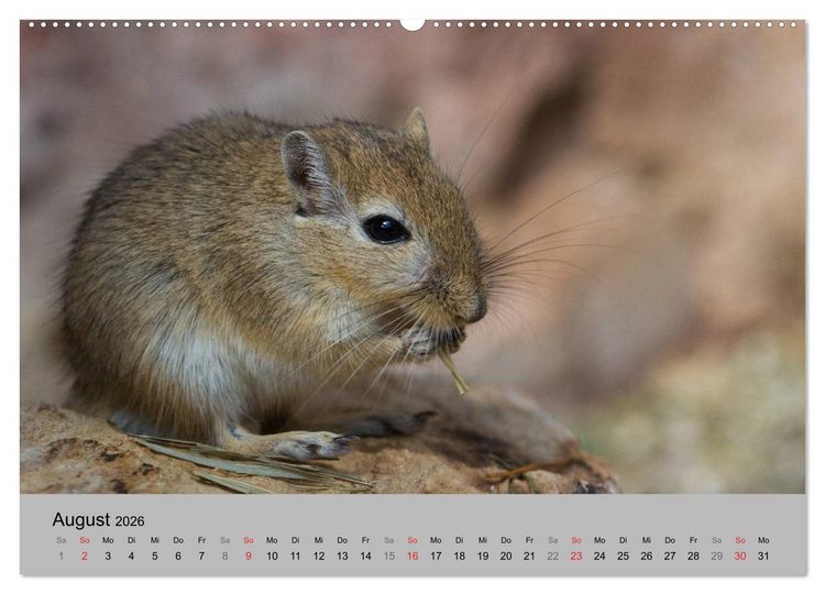 Produktbild: Mausebande (Wandkalender 2026 DIN A2 quer), CALVENDO Monatskalender
