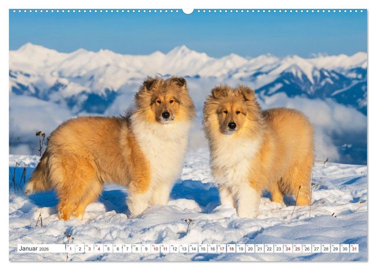 Produktbild: Der Collie - ein Hund f&uuml;rs Herz (hochwertiger Premium Wandkalender 2026 DIN A2 quer), Kunstdruck in Hochglanz